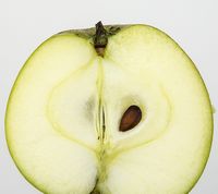 Cox Orange æble